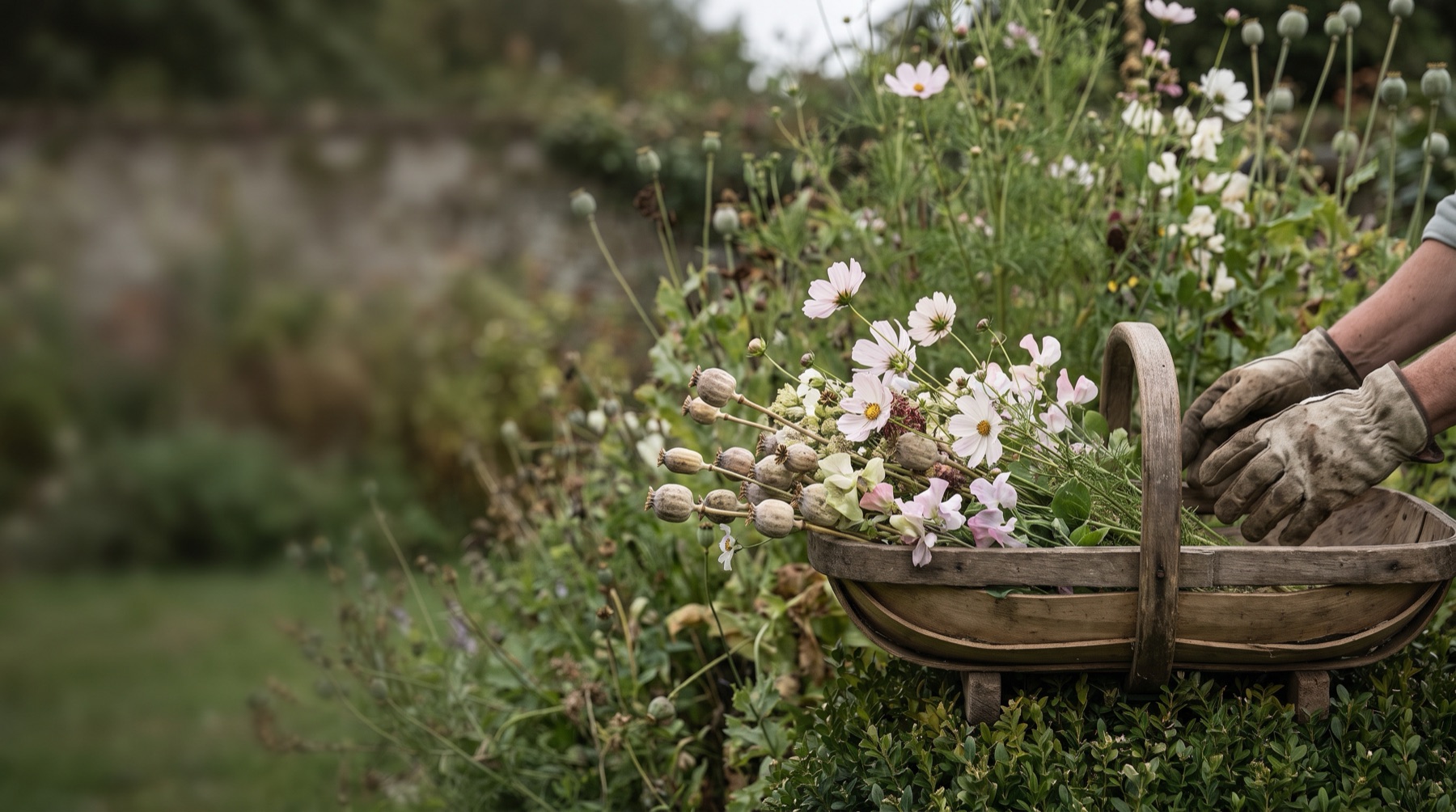 A wooden trug of freshly cut cosmos and sweet peas resting in a late summer border, gloved hands reaching for it, poppy seed heads gone over behind.