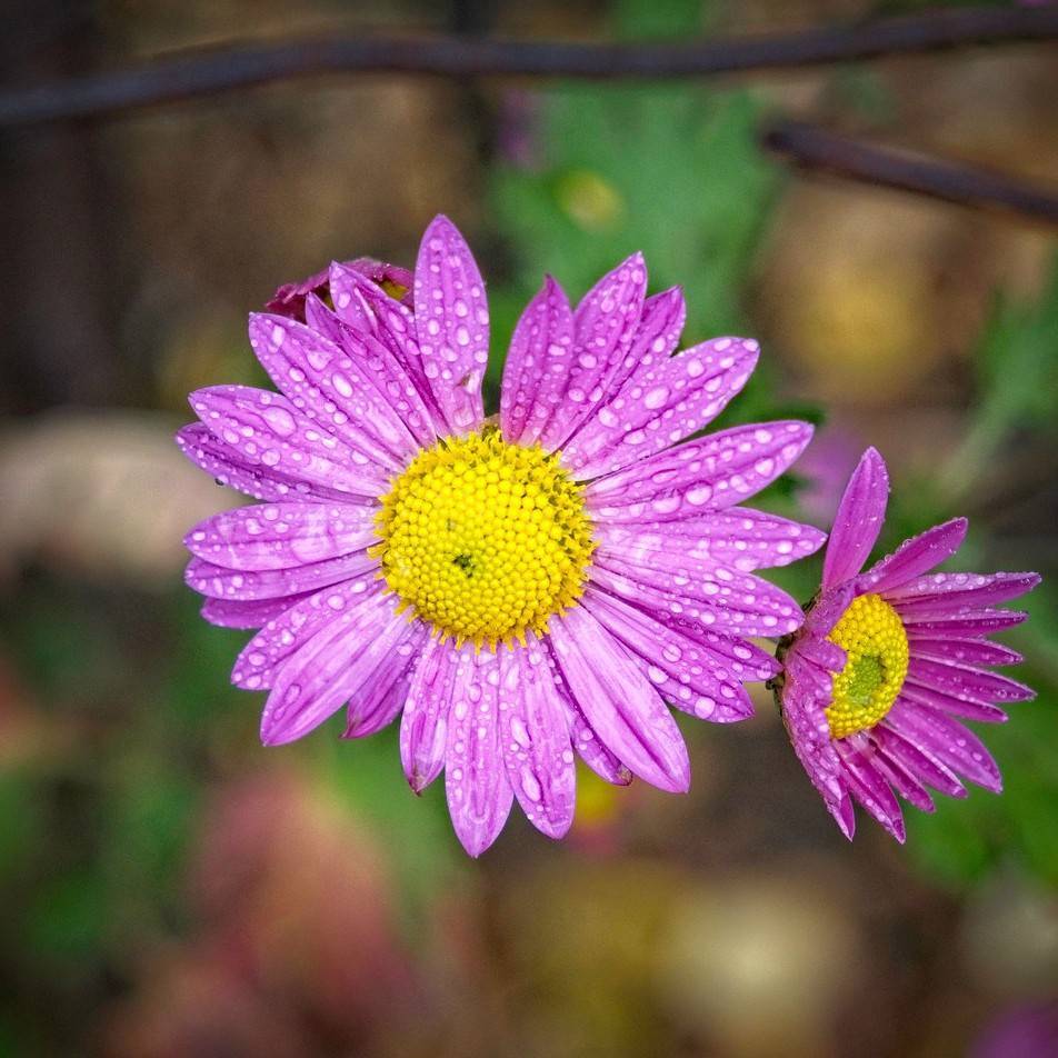 garden mum