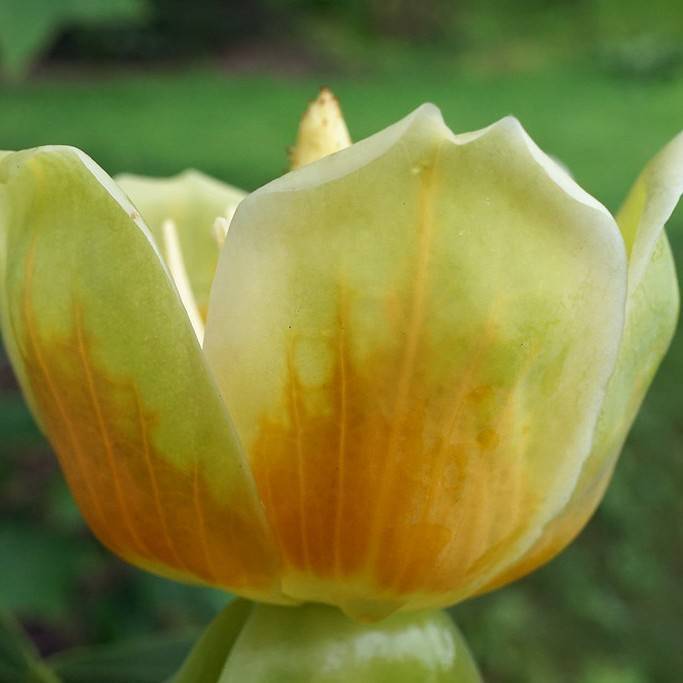 Chinese tulip tree