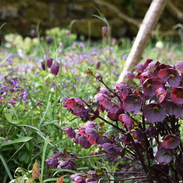 Hellebore