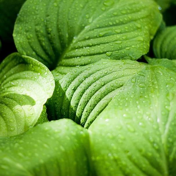 Hosta