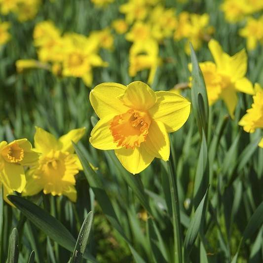 Trumpet daffodil, Narcissus 'Aunt Betty'