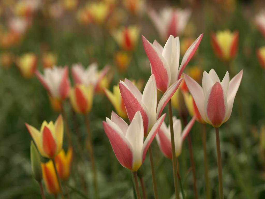 Lady tulip, Tulipa clusiana