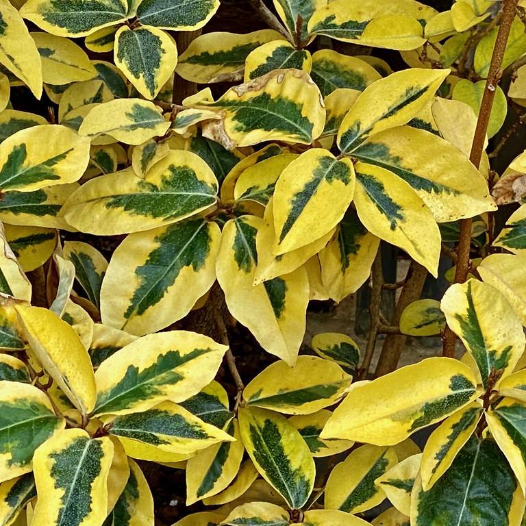 elaeagnus
