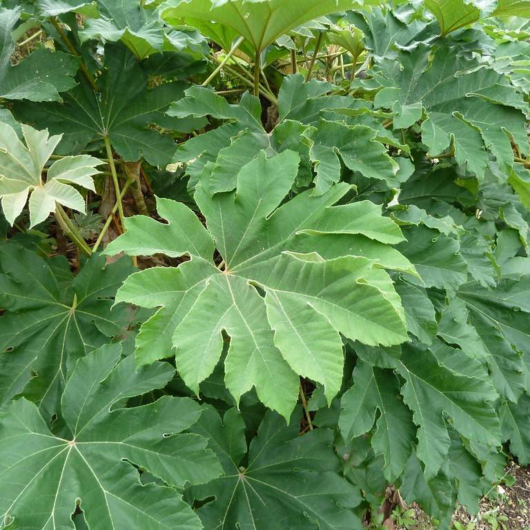 rice-paper plant