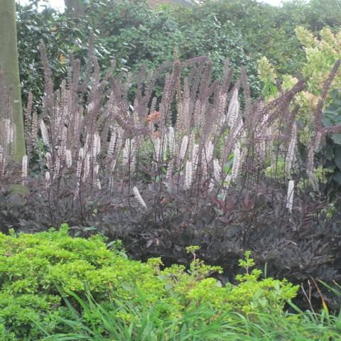bugbane