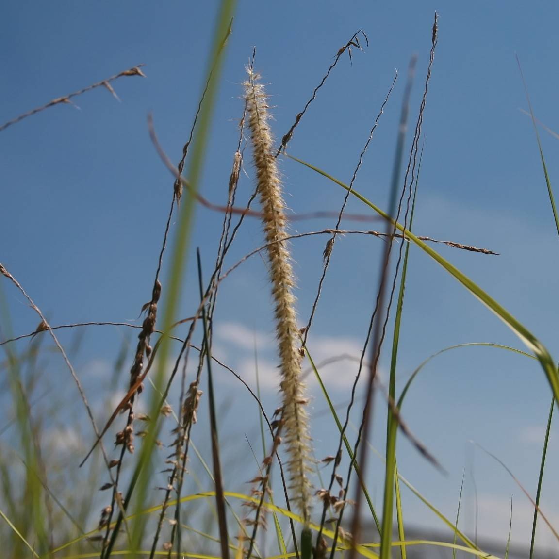 fountain grass