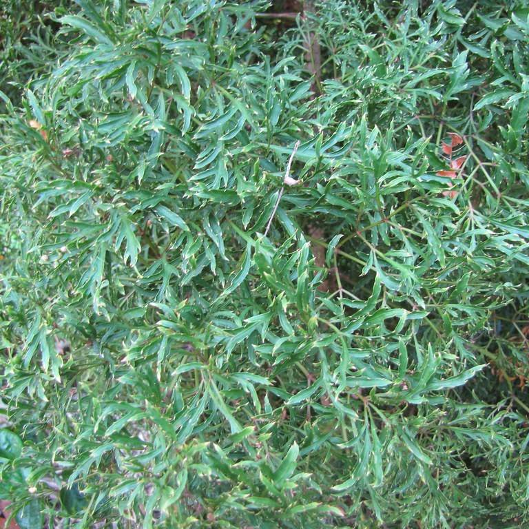 Ming aralia