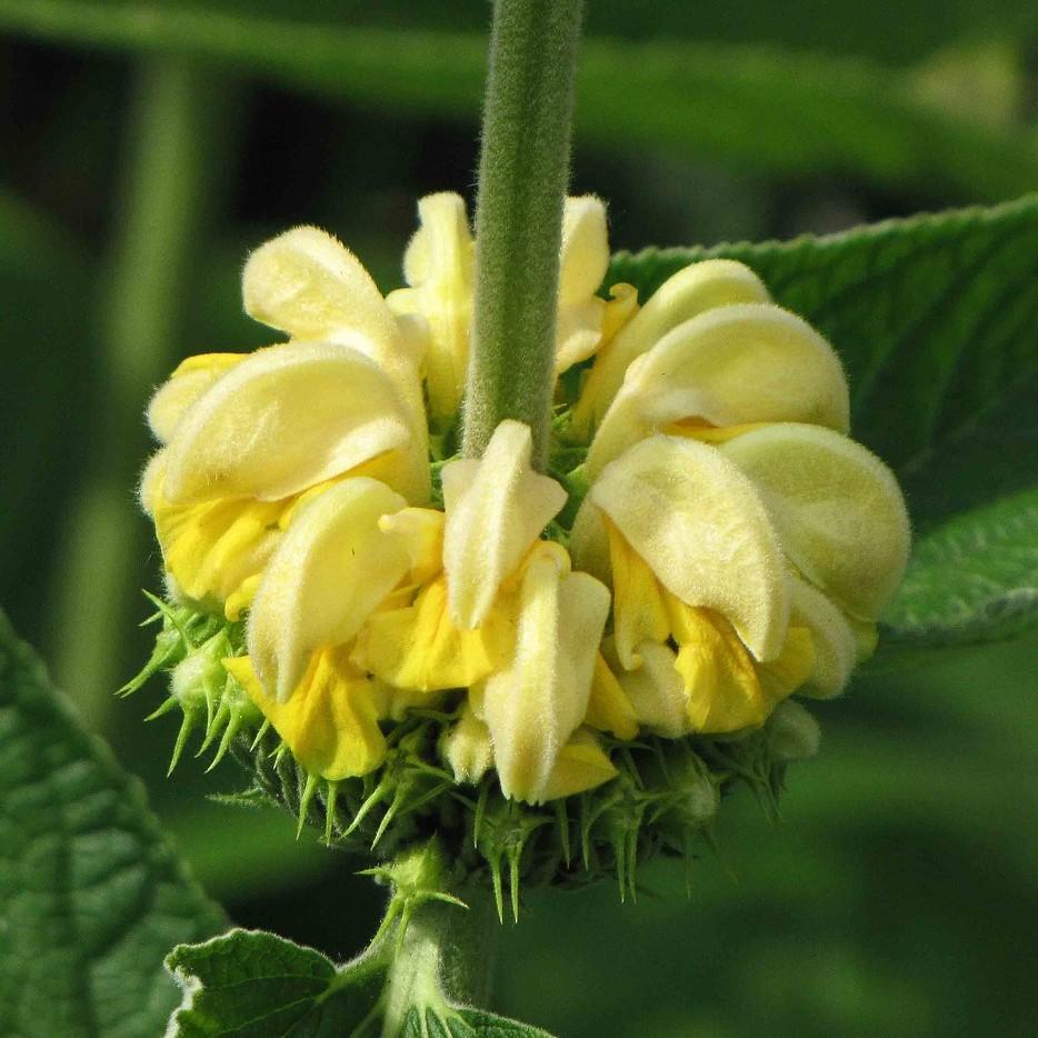 turkish sage
