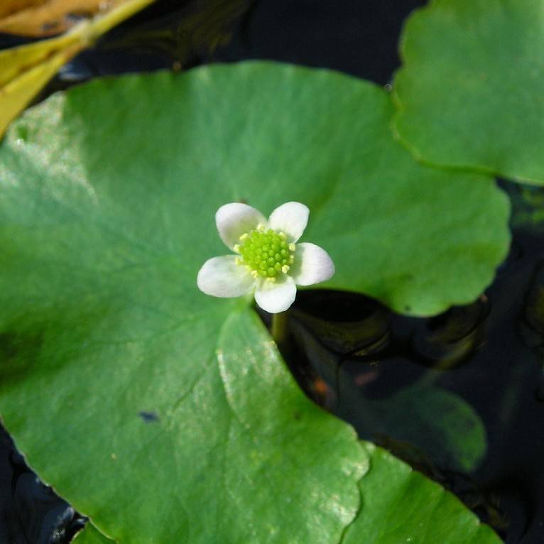 Marsh marigold flowering on a floating leaf