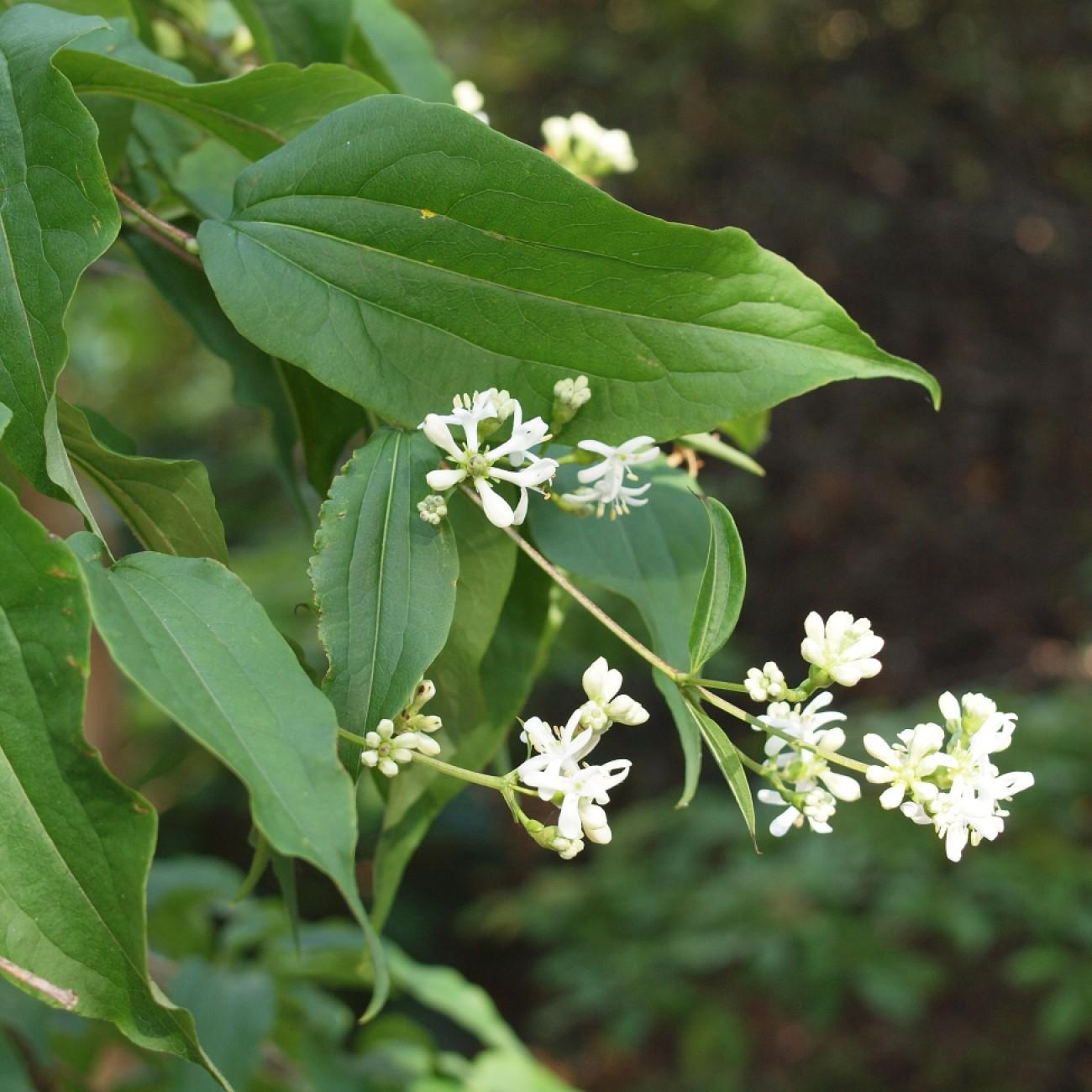 seven-son flower