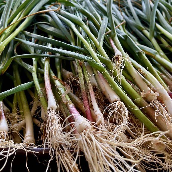 Garlic, Allium sativum 'Music'