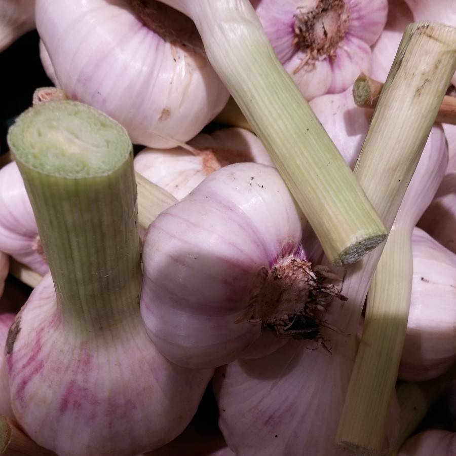 Garlic, Allium sativum 'Spanish Roja'