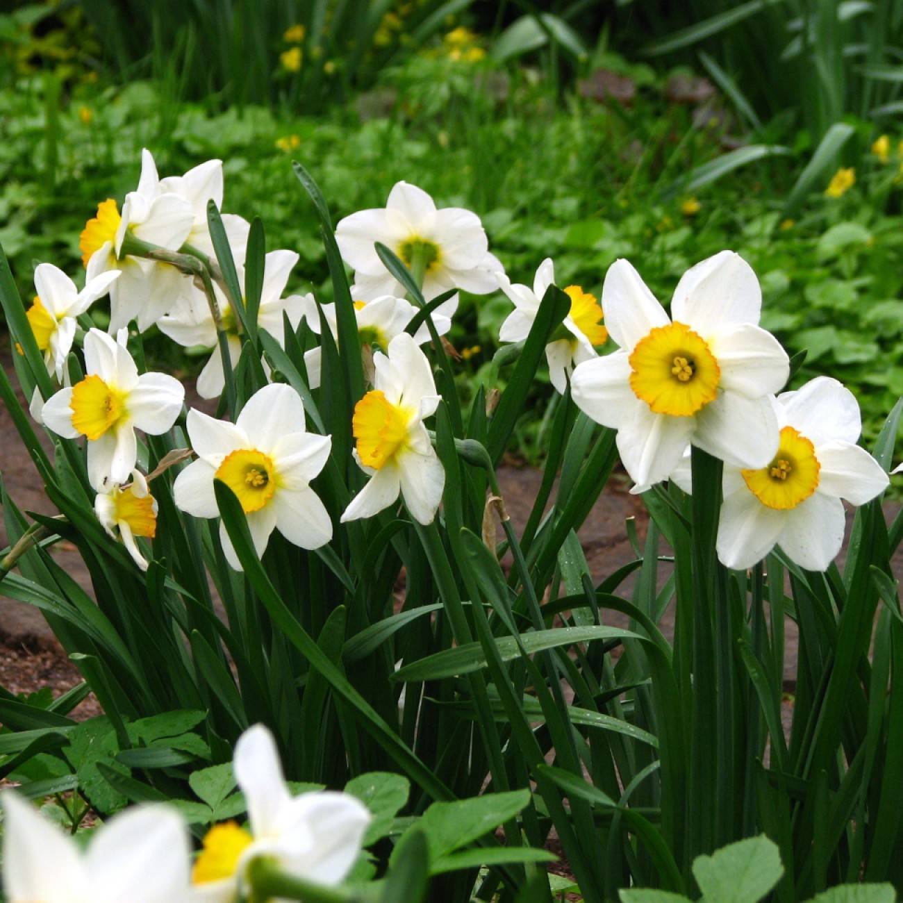 Large-cupped daffodil, Narcissus 'Euphonic Grace'