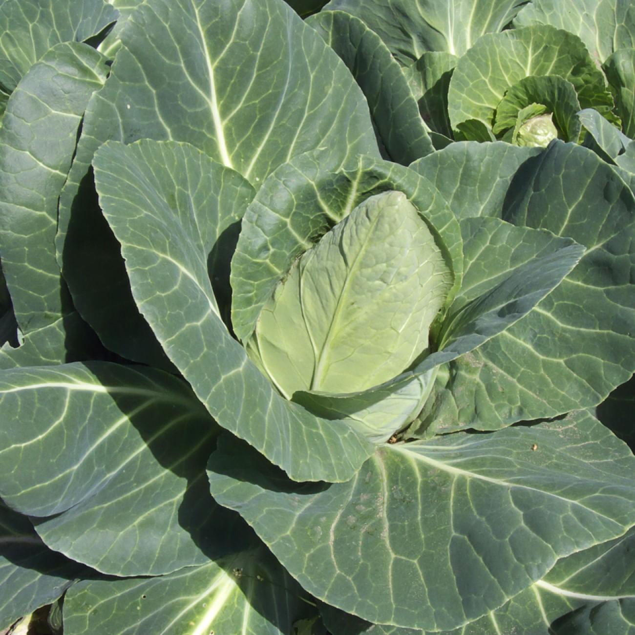 Cabbage, Brassica oleracea