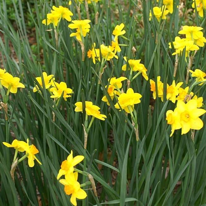 Jonquilla daffodil, Narcissus 'Chit Chat'
