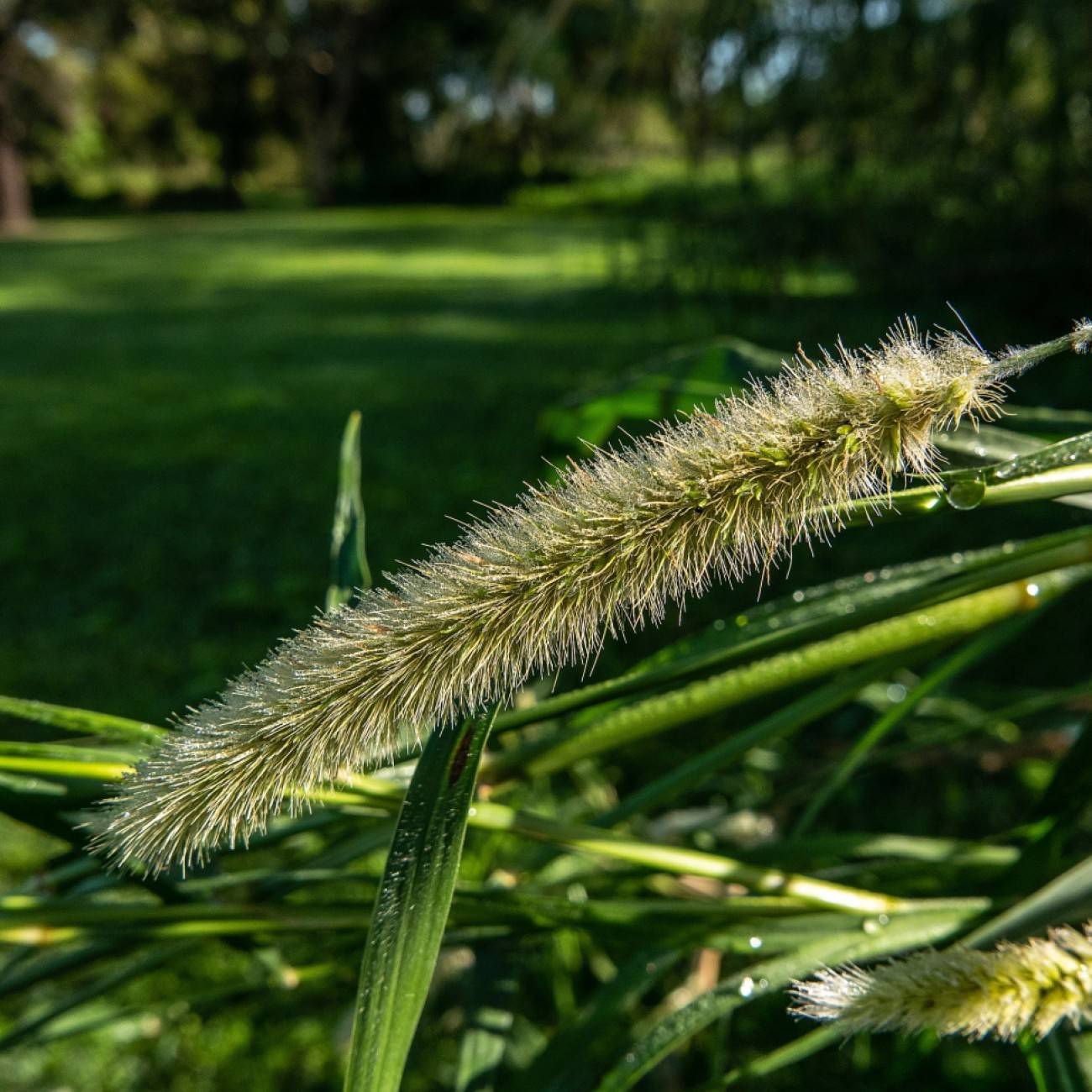 elephant grass